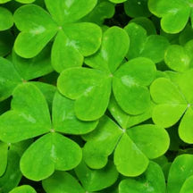 Cara Berpakaian untuk Hari St. Patrick: Warna & Pakaian Bertuah