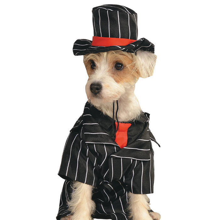 From Halloween to Holidays: Dressing Up Your Pet for Every Season