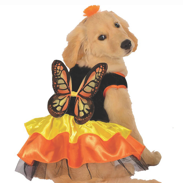 Pawsitively Perfect: The Ultimate Guide to Pet Costumes for Every Occasion