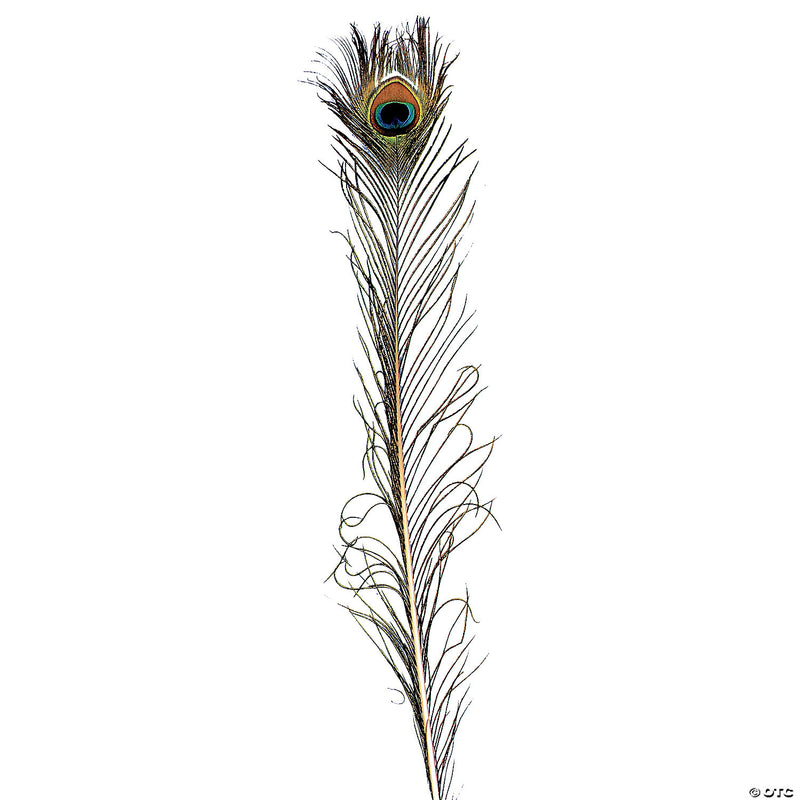 Peacock Feather - image 1