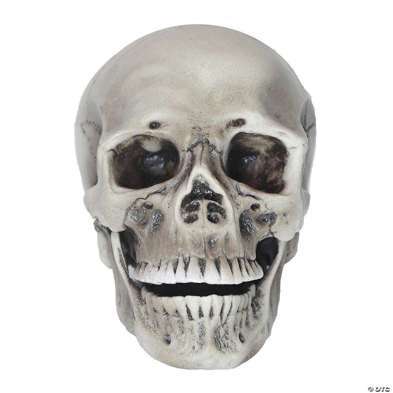 Realistic Rotting Skull Halloween Decoration - image 1
