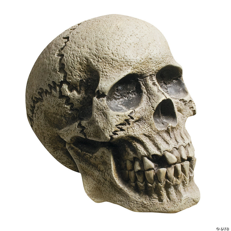 Realistic Rotting Skull Decoration - image 1