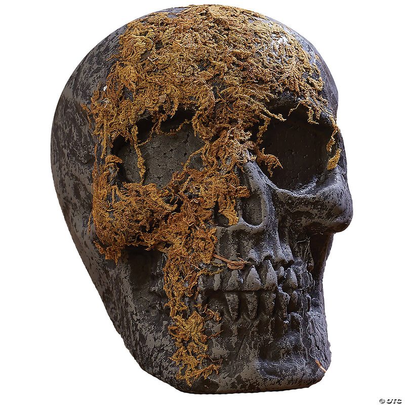 Skull Moss Covered With Jaw - image 1