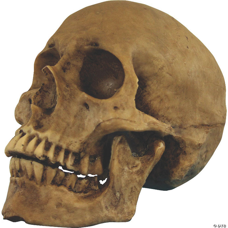 Small Skull Resin Cranium Halloween | Costume-Shop.com