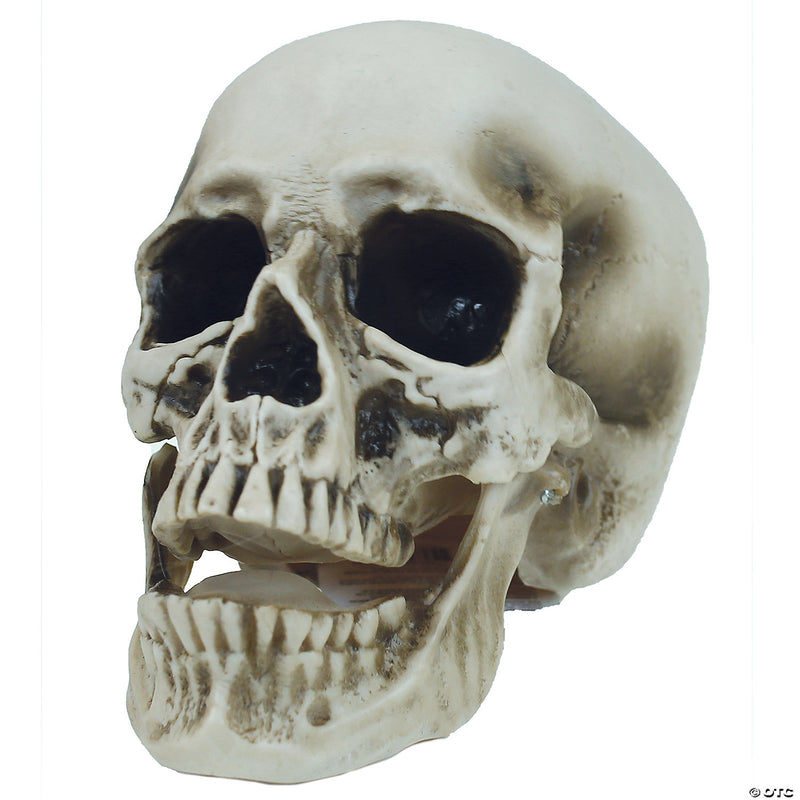 Vinyl Skull Decoration - image 1