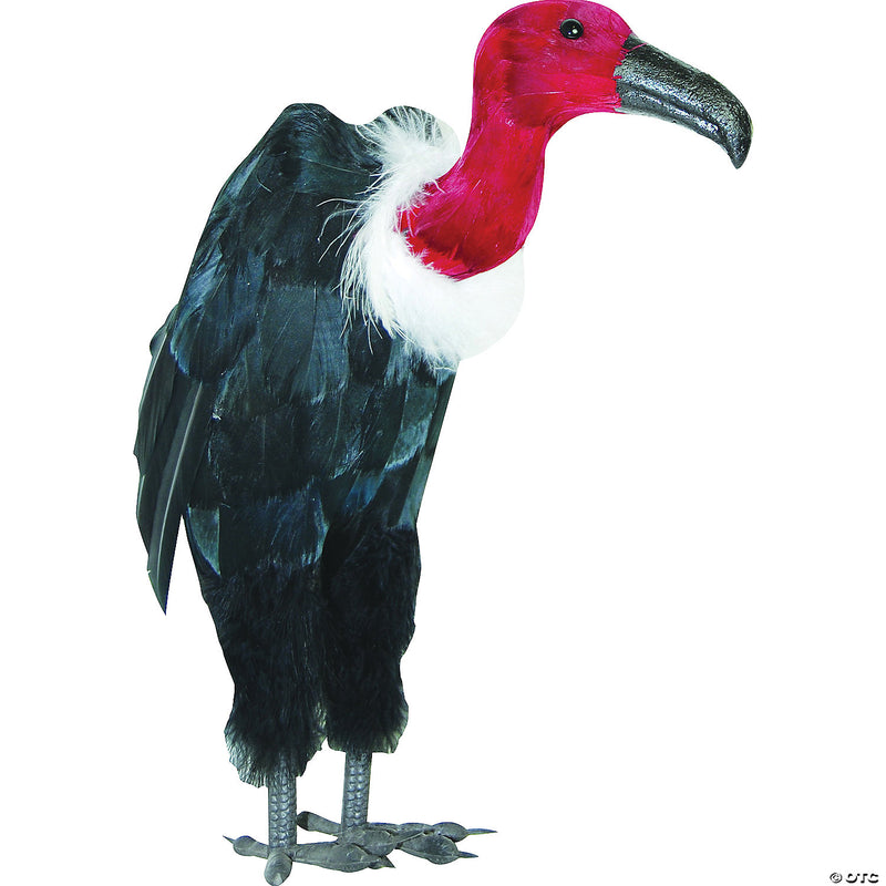 Vulture W Black Feathers - image 1